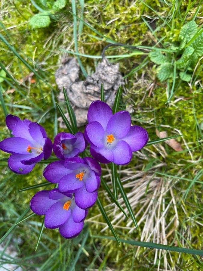 Early crocus 19