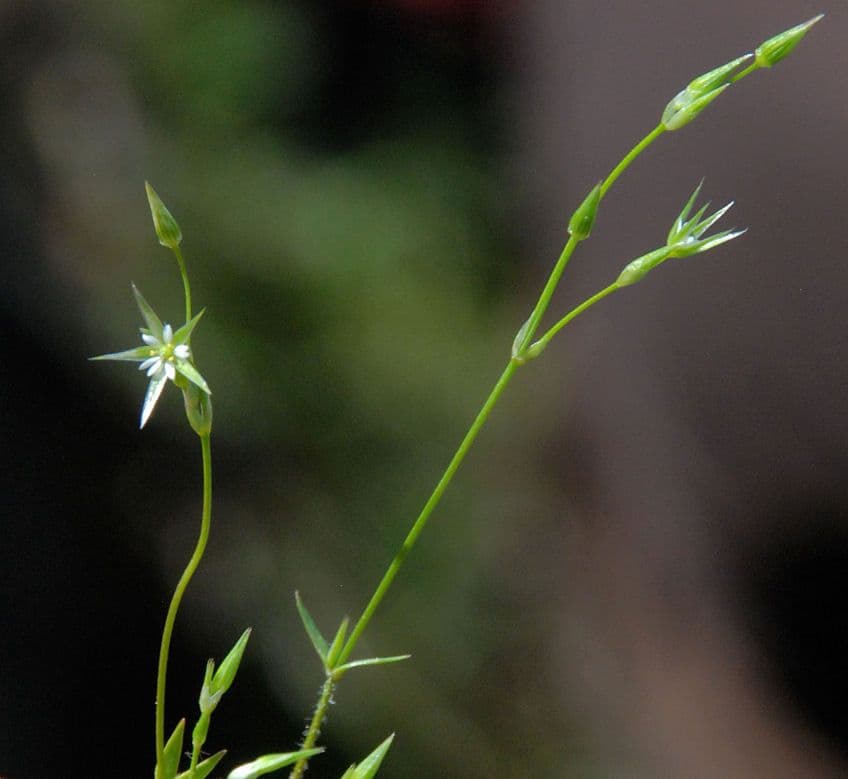 Shining starwort 3