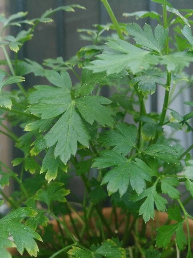 Garden parsley 17