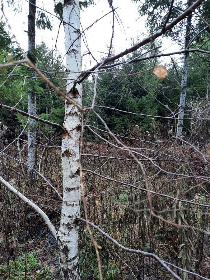 European white birch 25