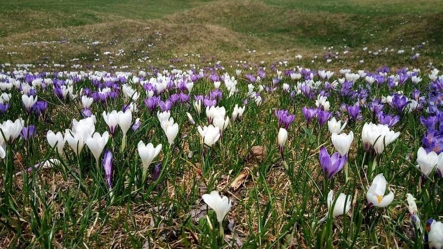 Spring crocus 15