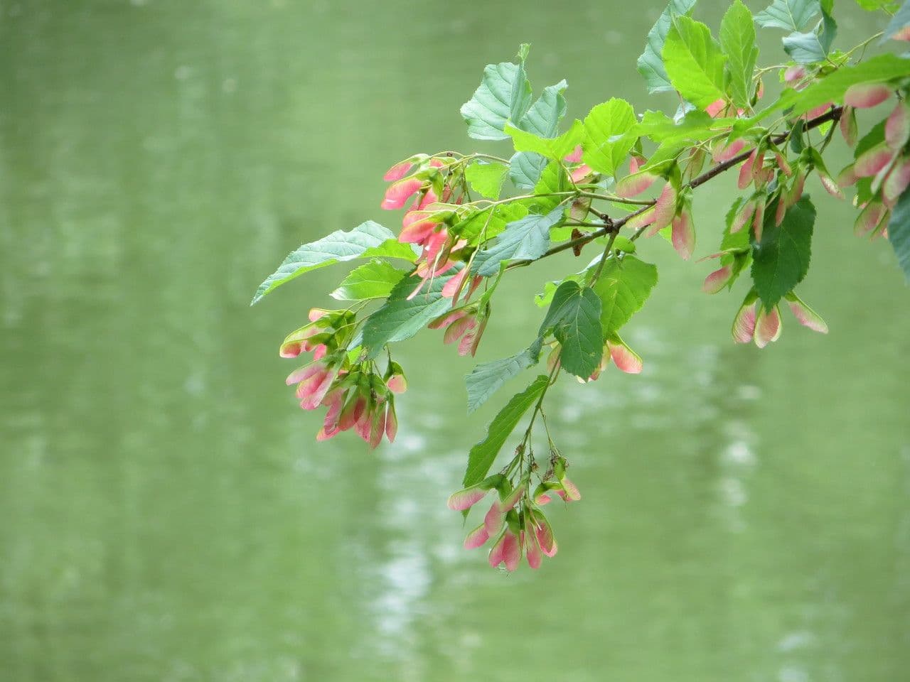 Tartar maple