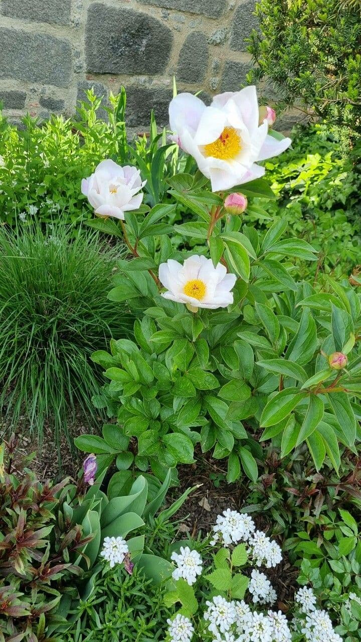 Common garden peony 24