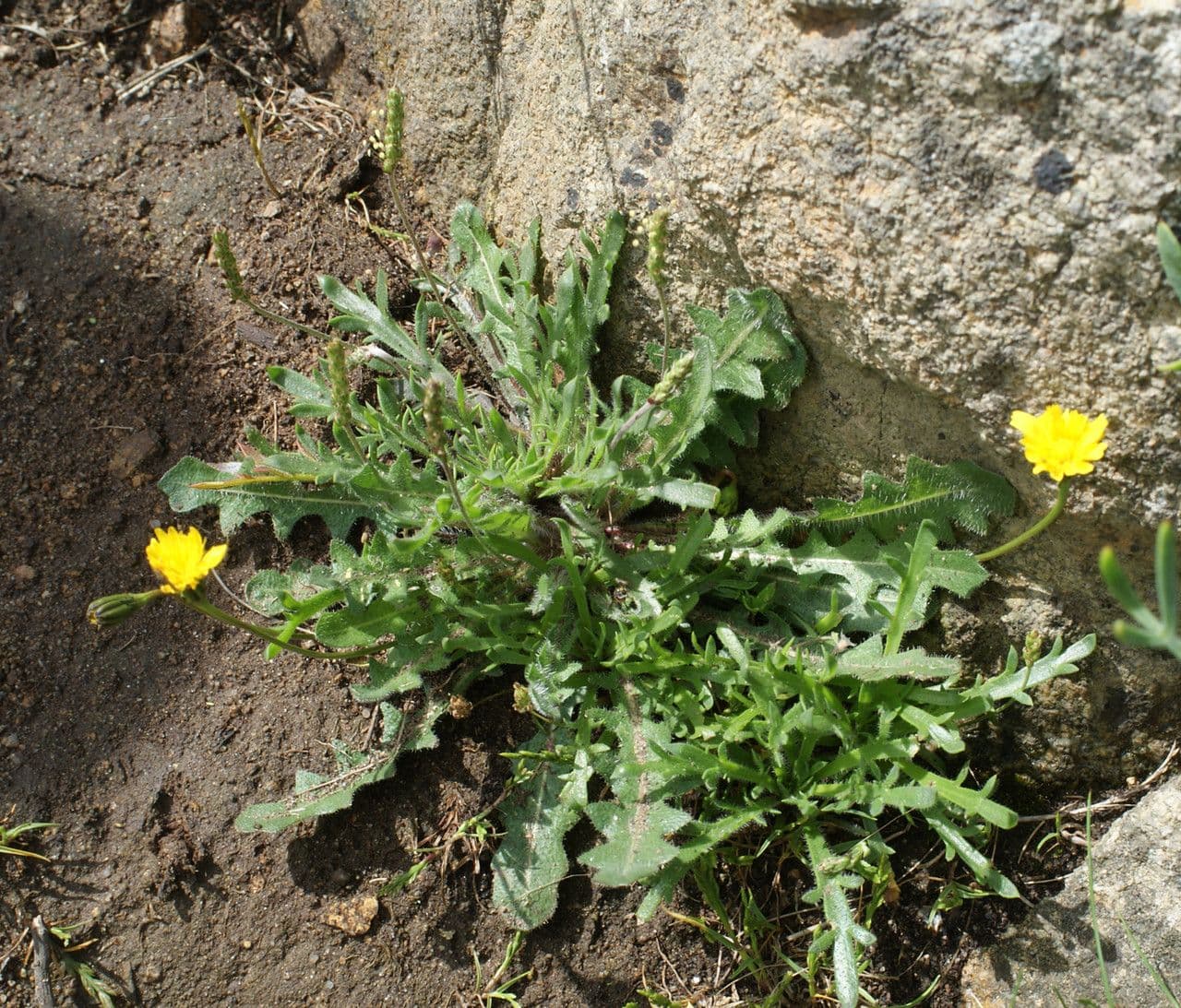 Hairy hawkbit 8