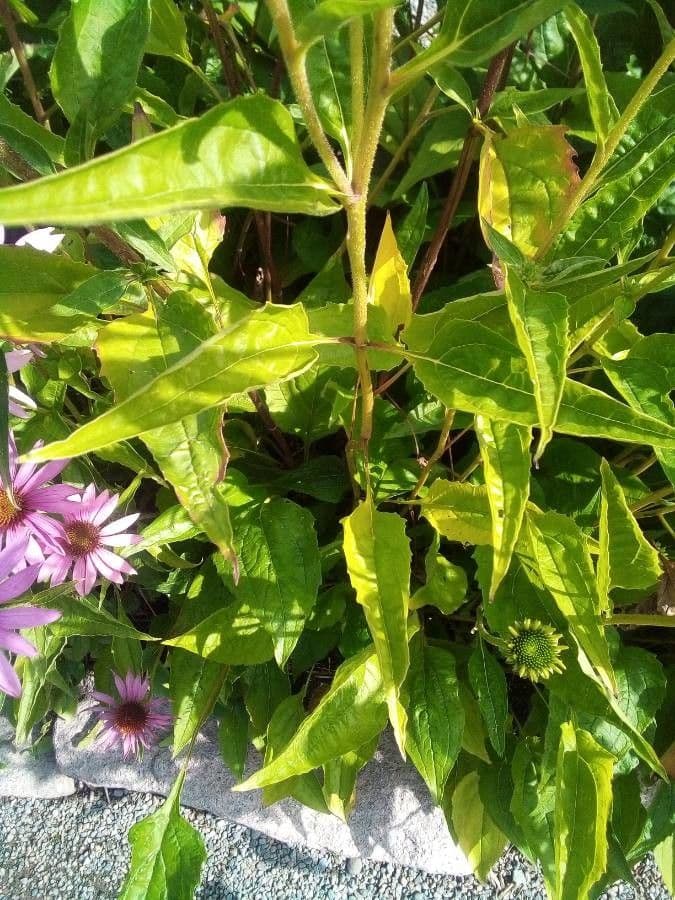 Eastern purple-coneflower 18