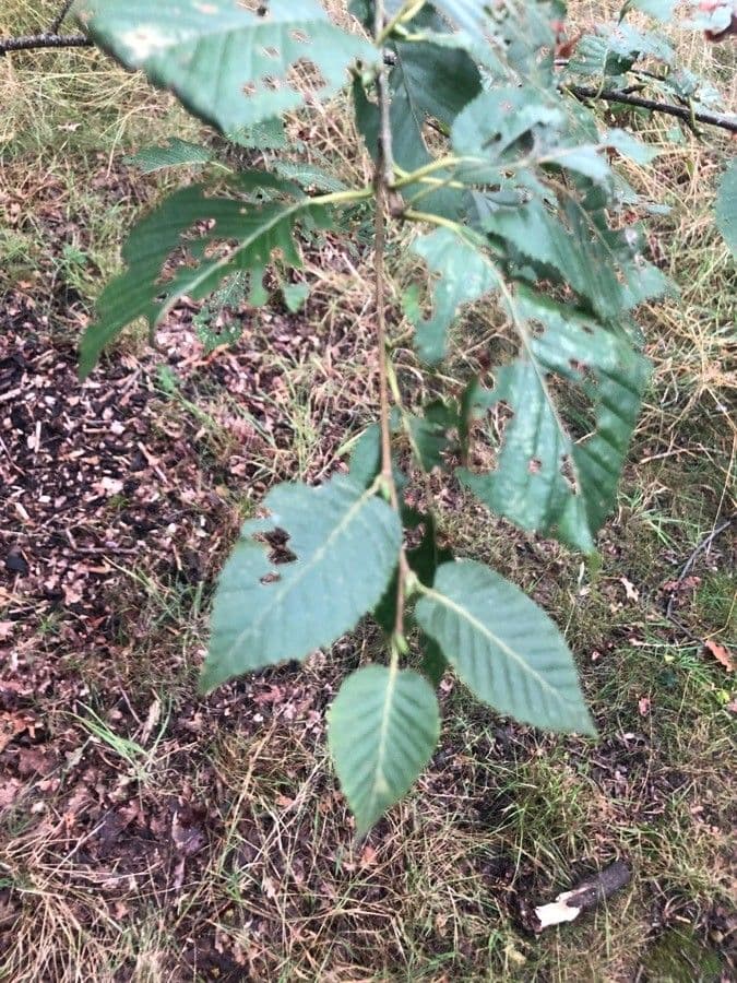Betula
