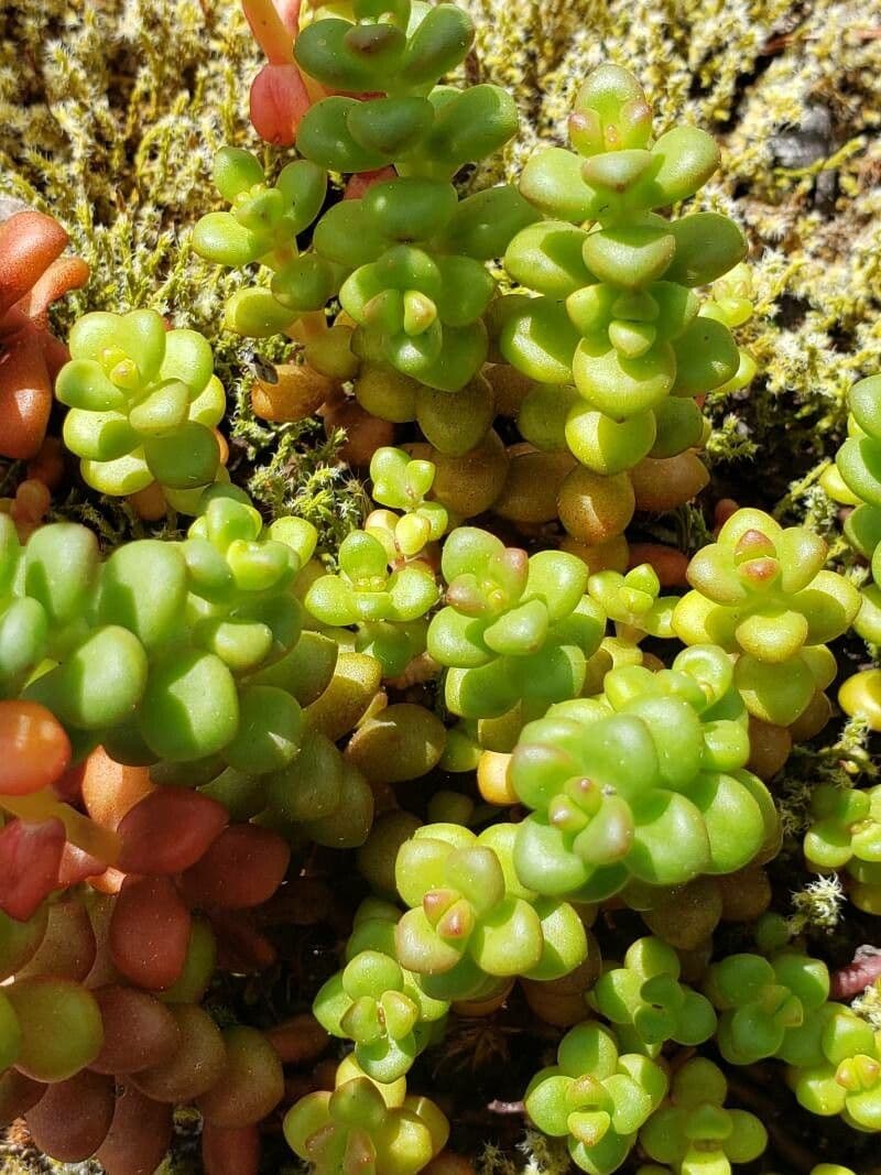 Pacific stonecrop 11