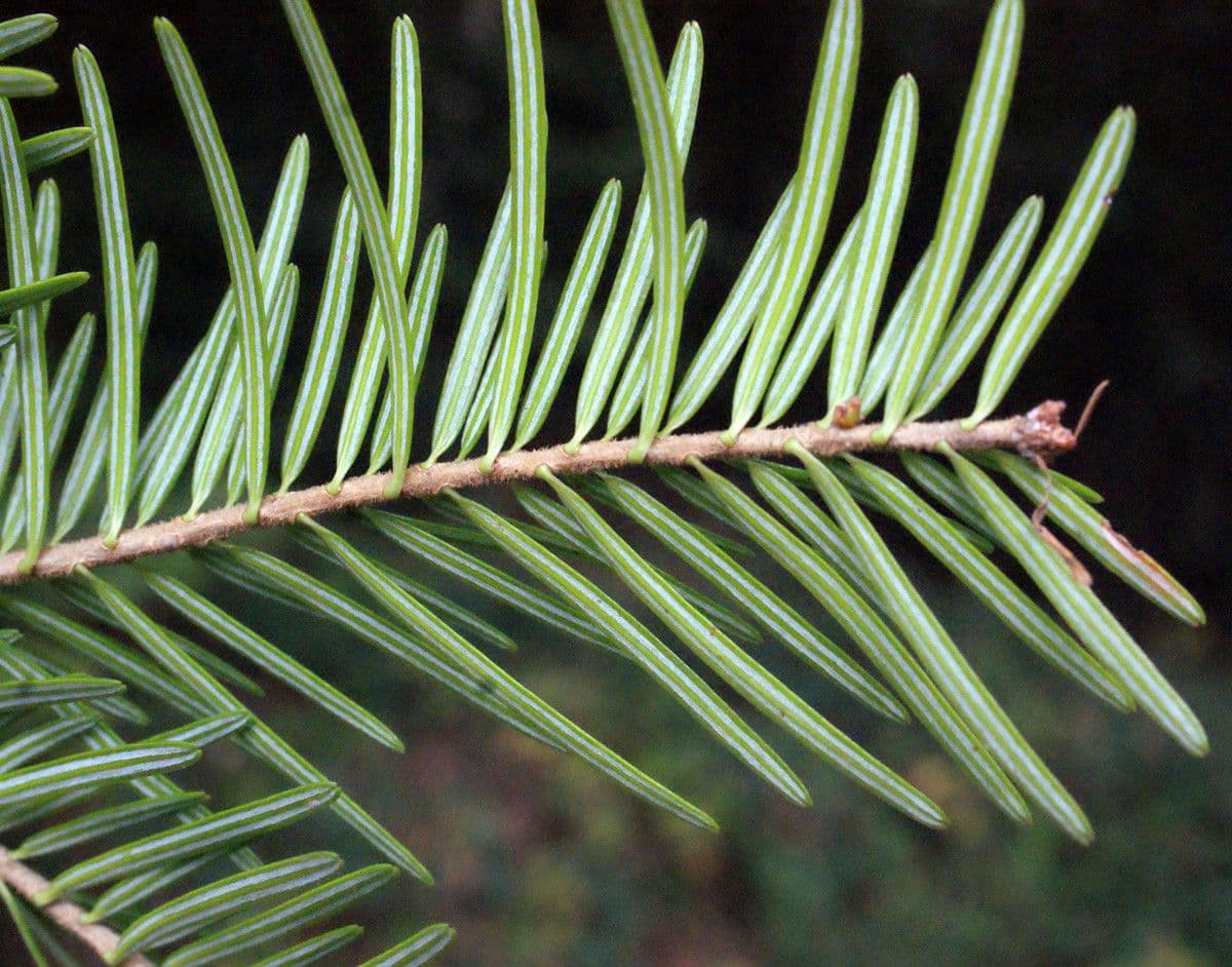 Christmastree 27