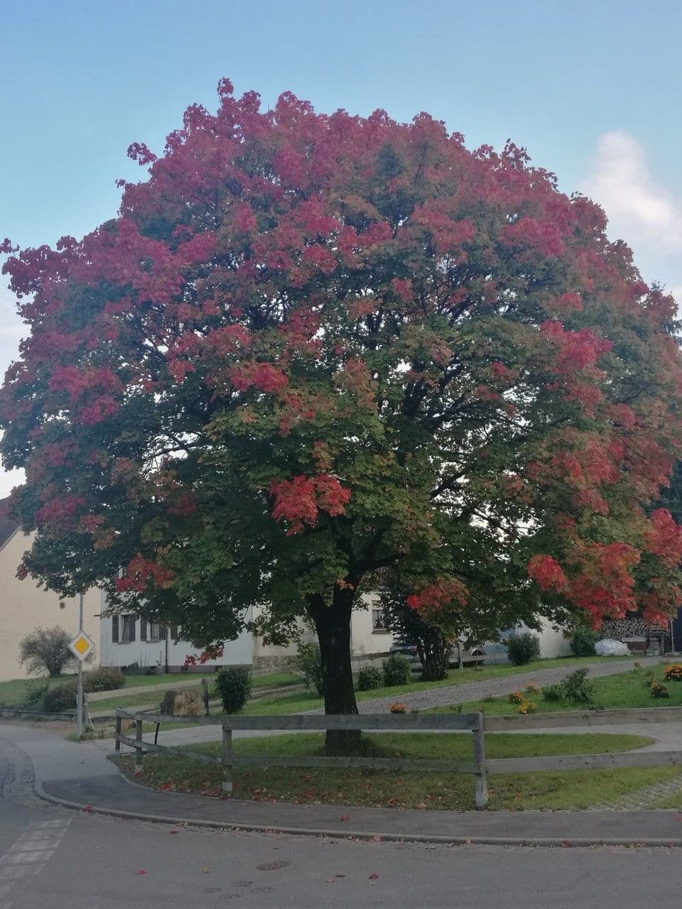 Red maple 14
