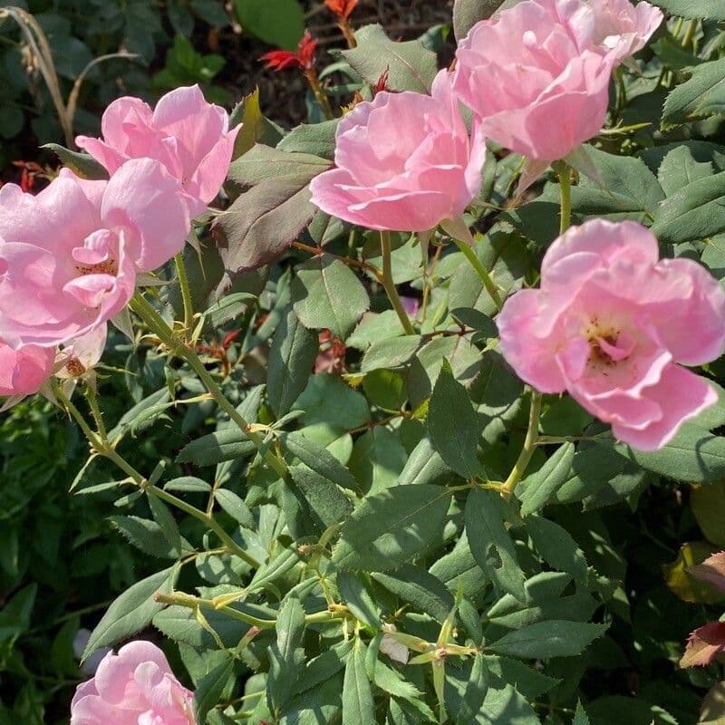California rose 9