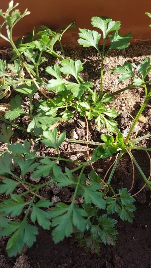 Garden parsley 25