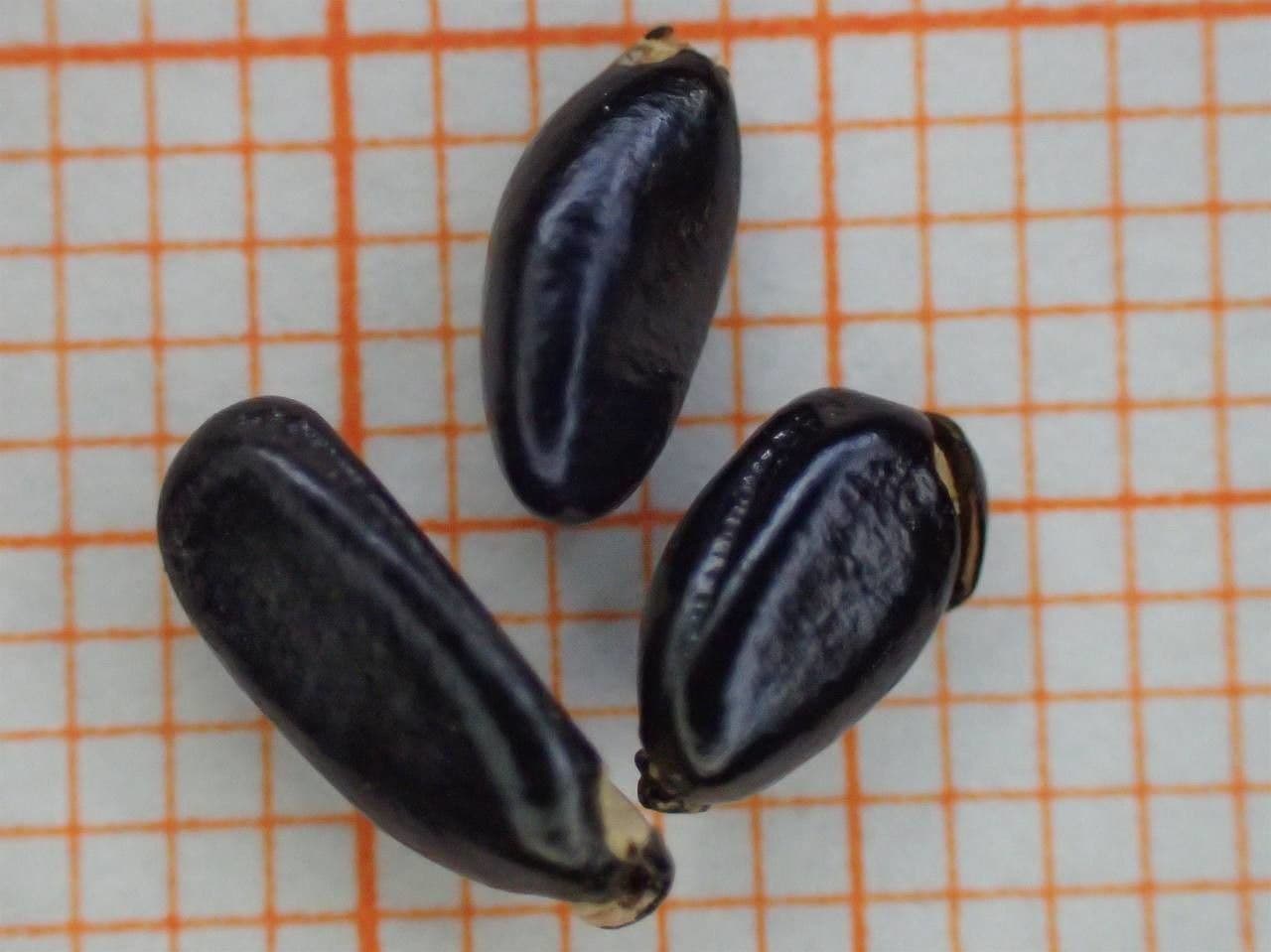 Caucasian boxwood 26