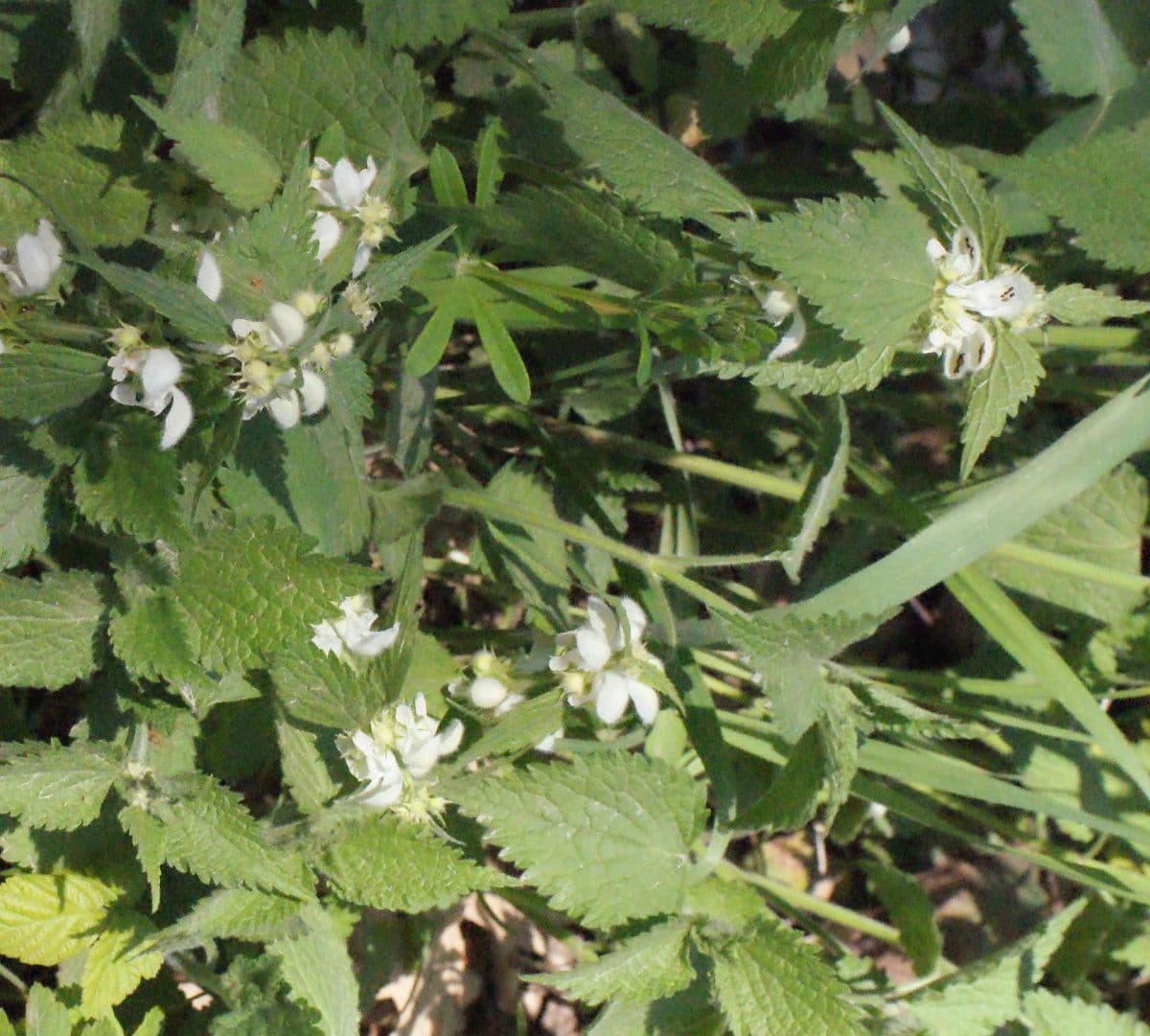 Deadnettle 9