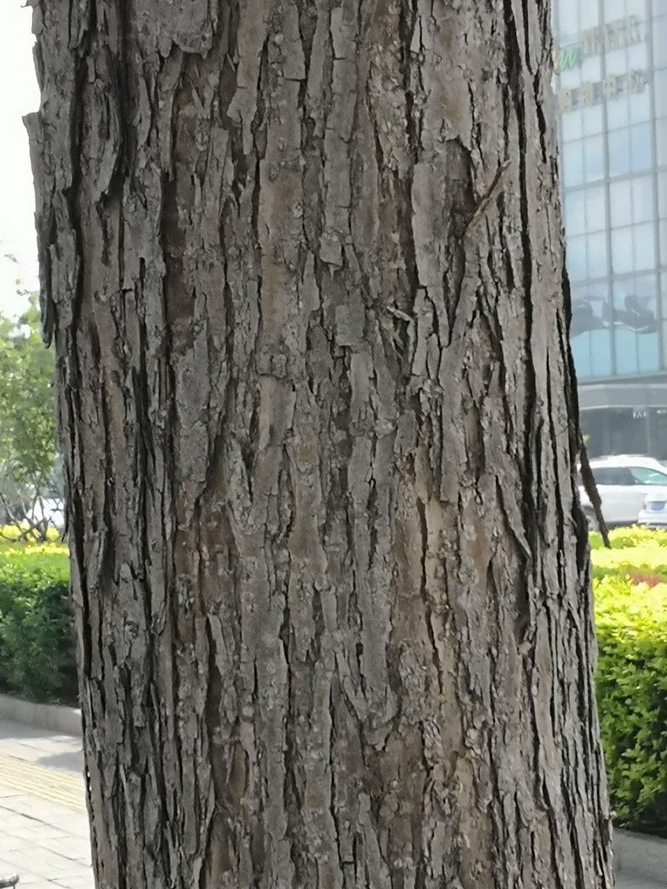 Manchurian catalpa 17