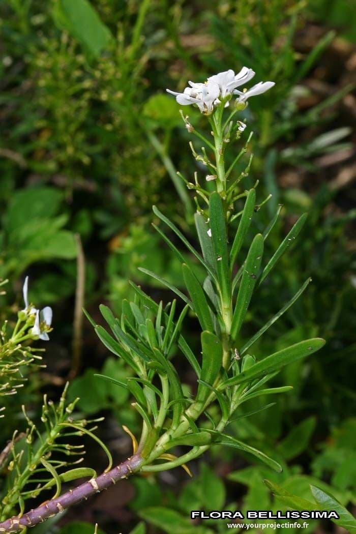 Evergreen candytuft 28