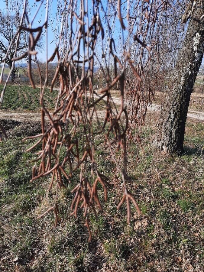 European white birch 27