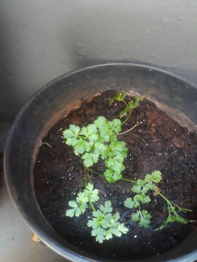 Garden parsley 19