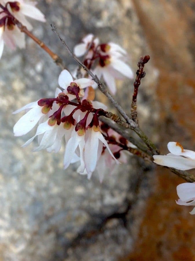 White-forsythia 2