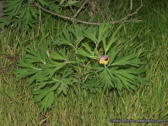 California peony 15