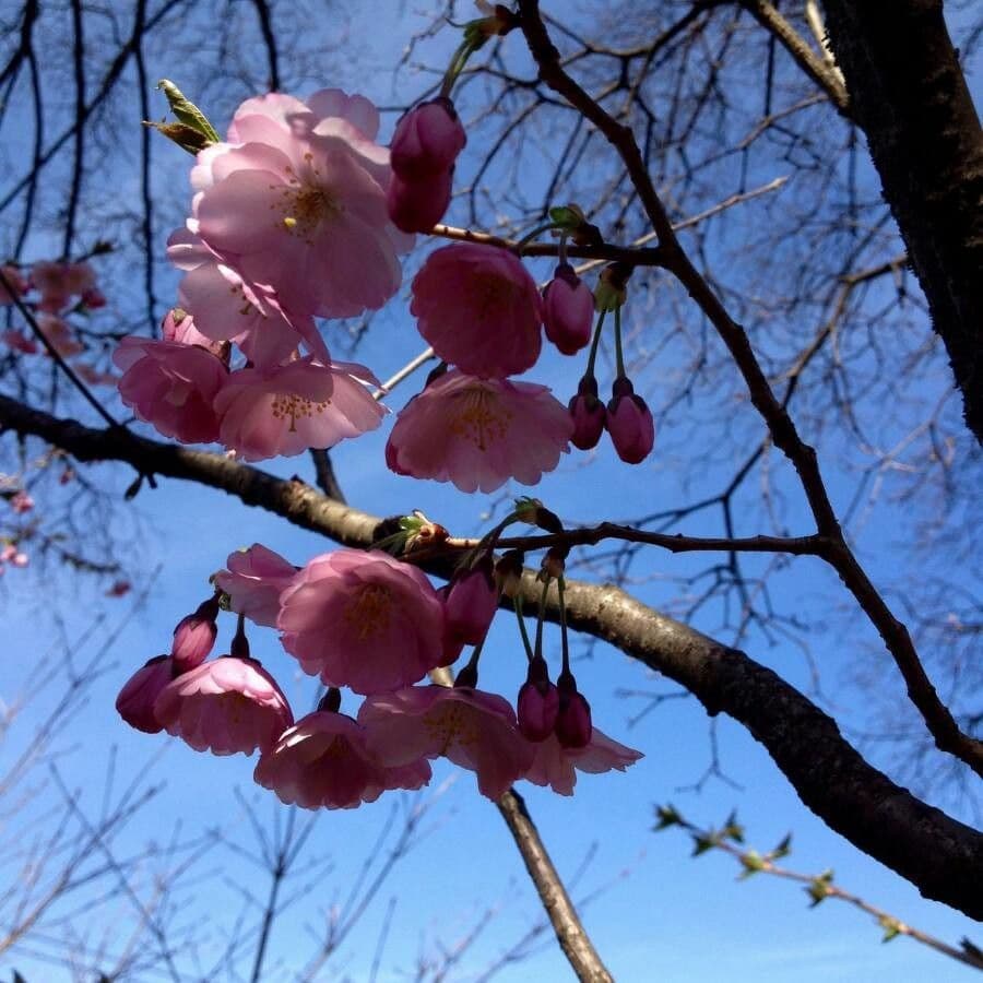 Cherry 10