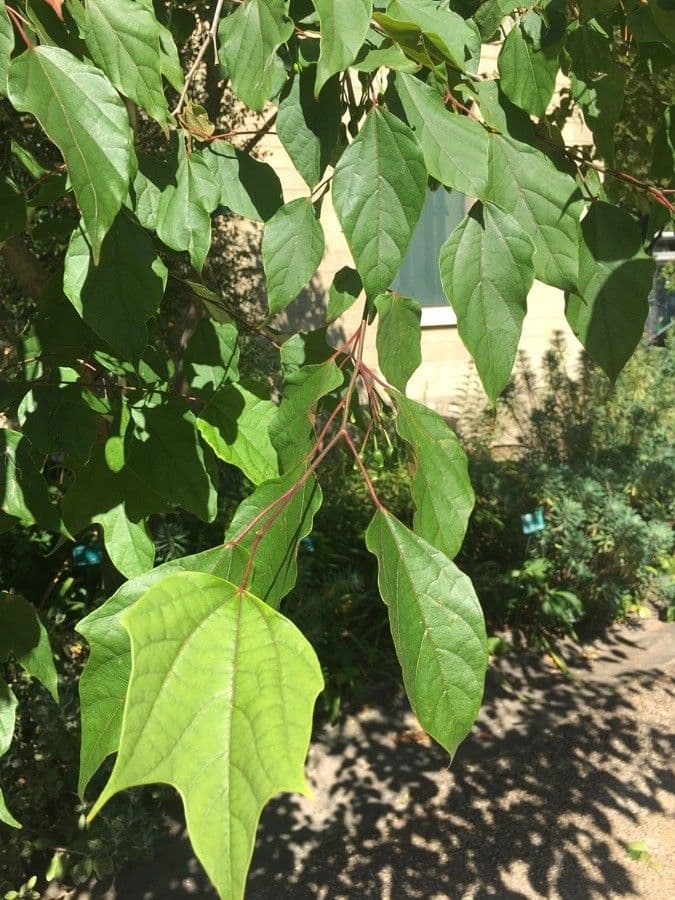 Alangium 14