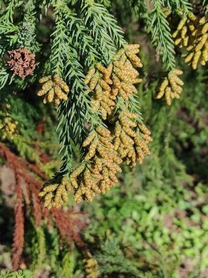 Japanese red-cedar 7