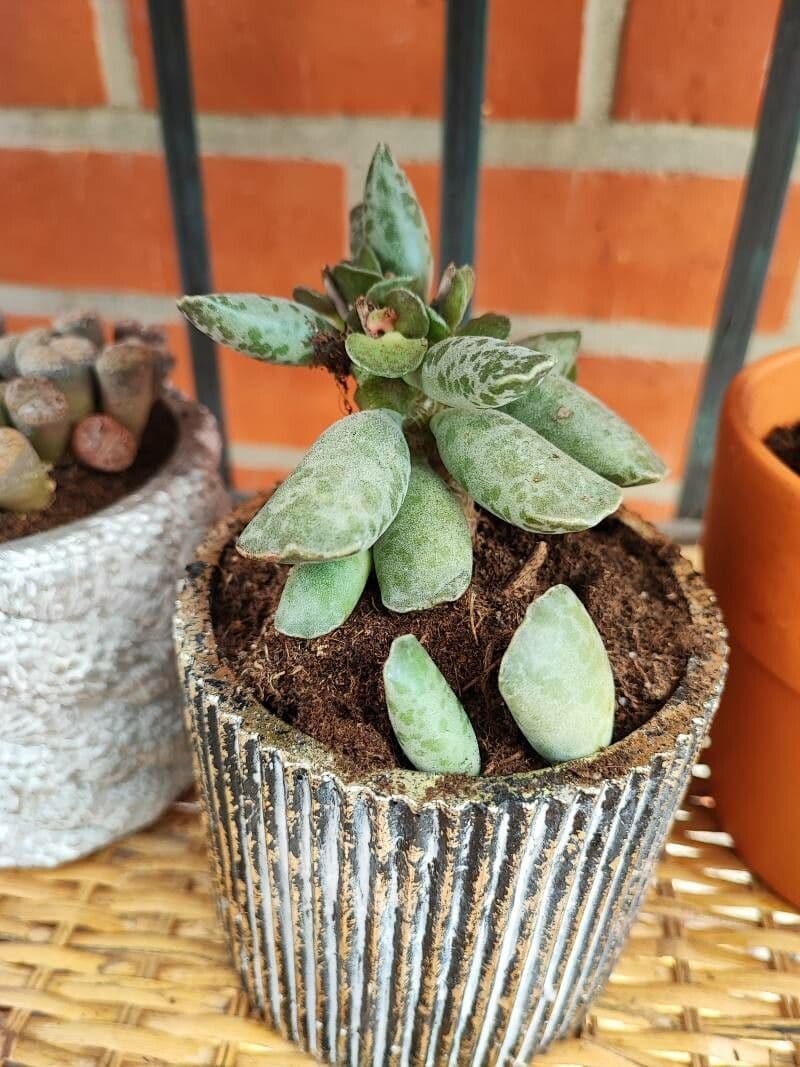 Adromischus 18