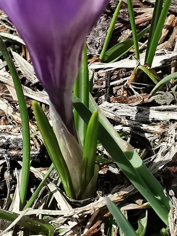 Spring crocus 18