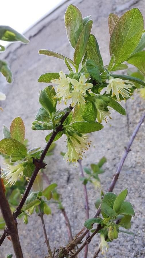 Blue honeysuckle 10