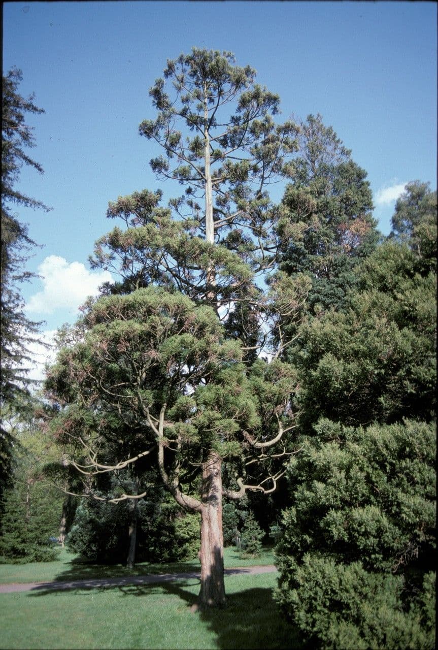 Japanese red-cedar 13