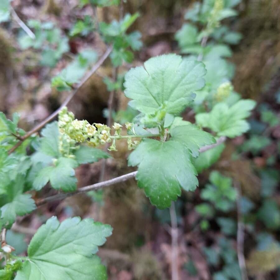 Alpine currant 9