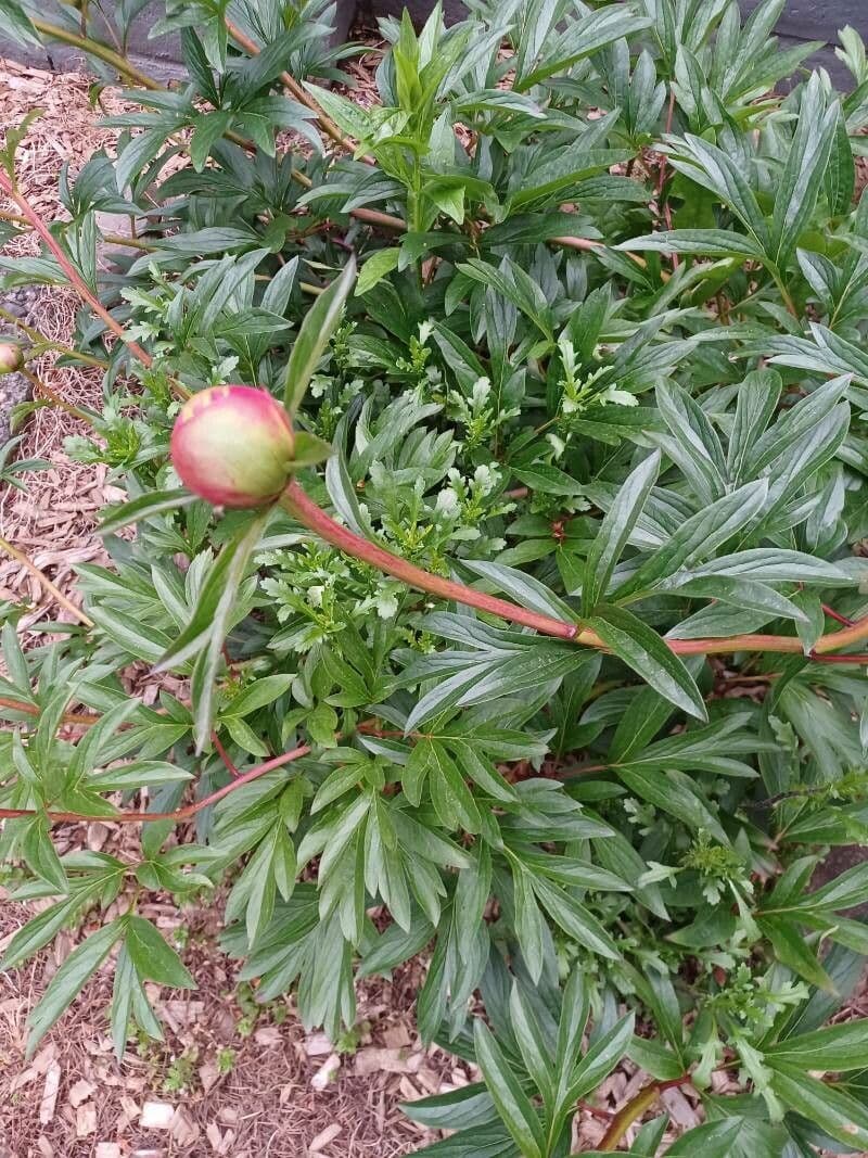 Common garden peony 19