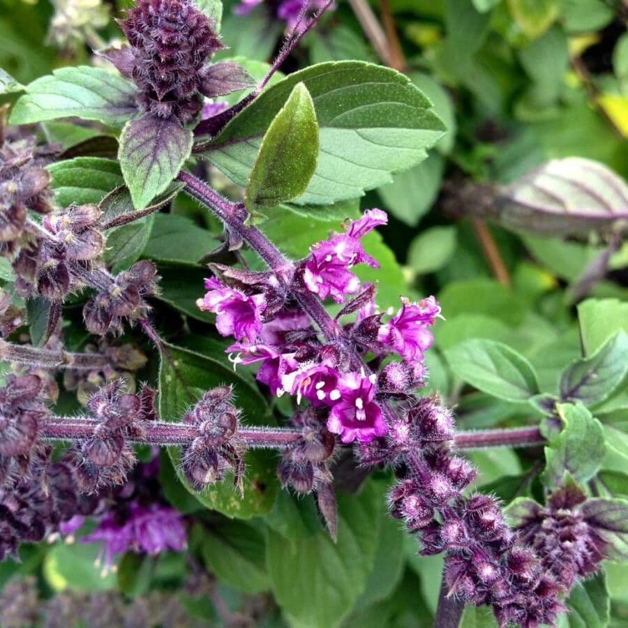 Basil 8