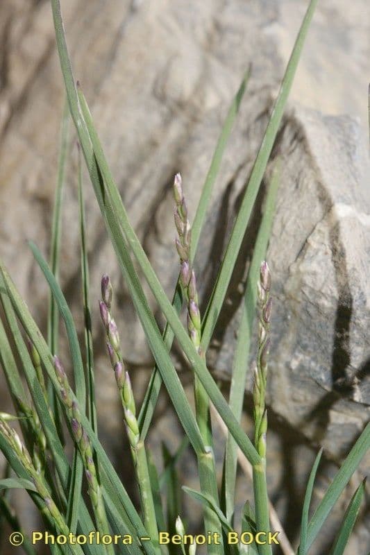 Glaucous Meadow-grass 20