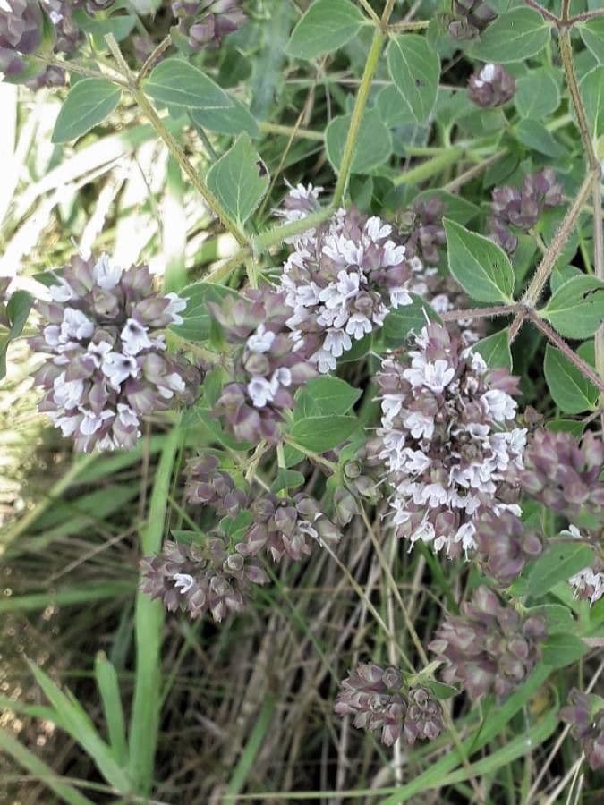 Wild marjoram 30