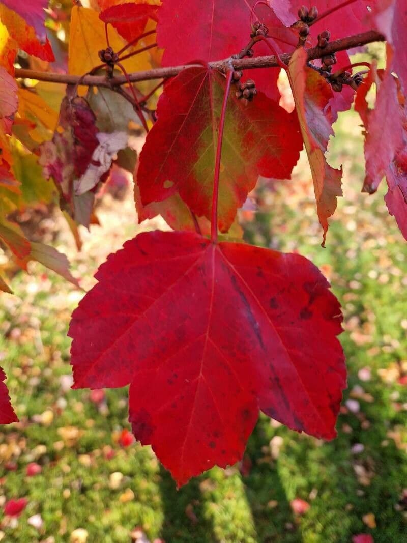 Red maple 17