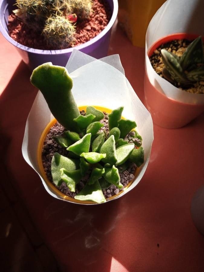 Crassula 11