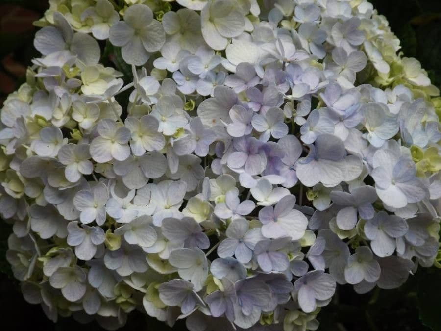 Hortensia 6