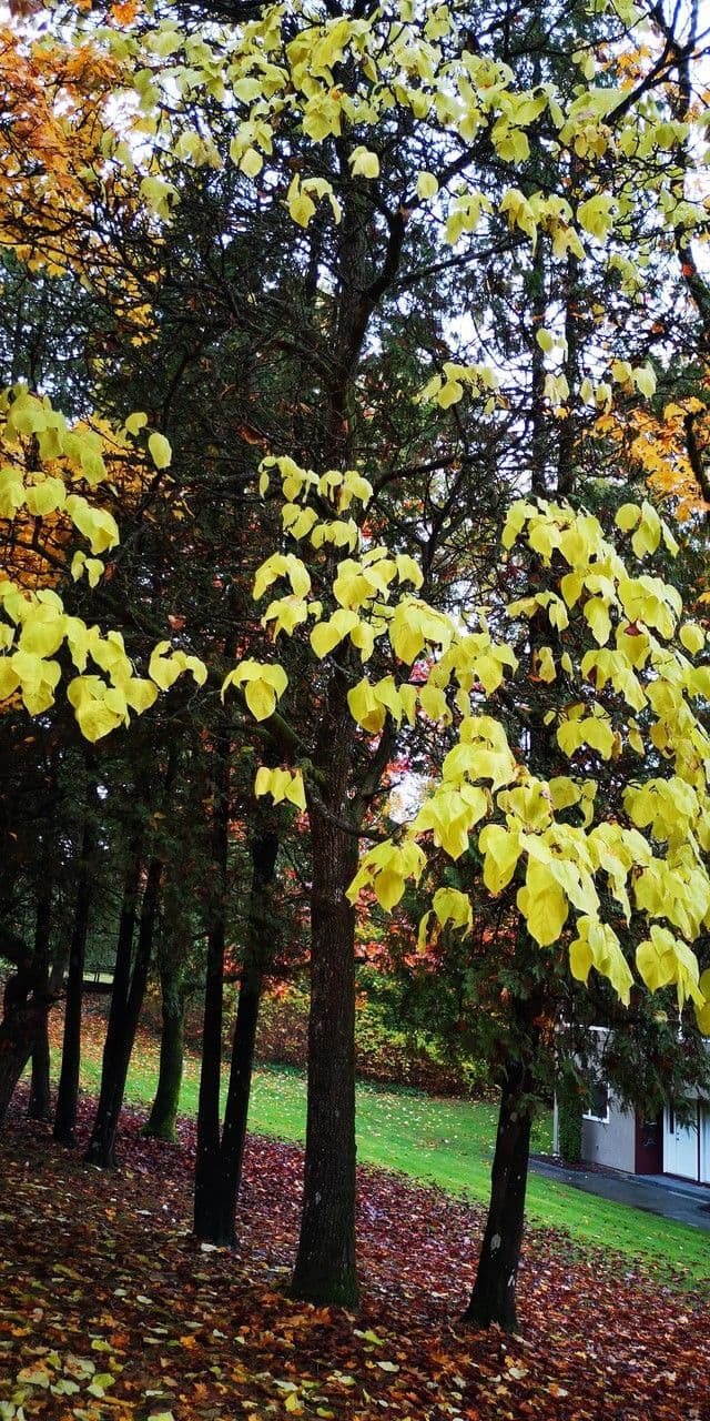 Northern catalpa 12