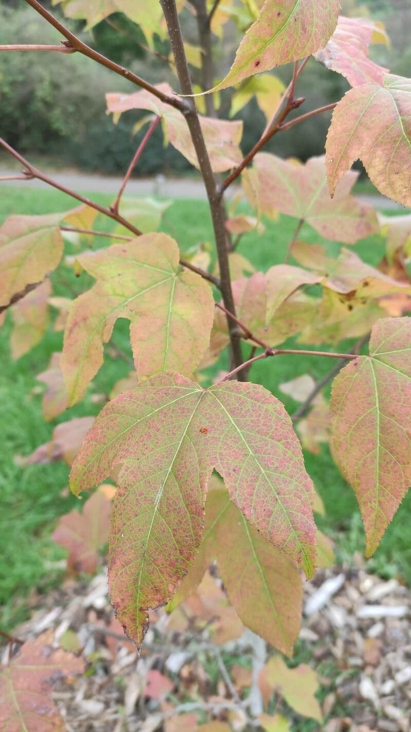 sweet gum 3