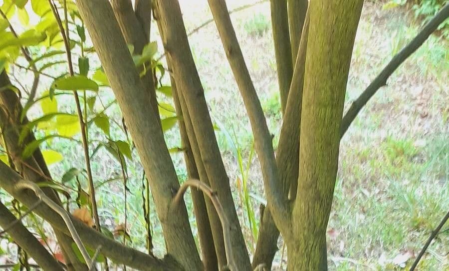 juneberry 24
