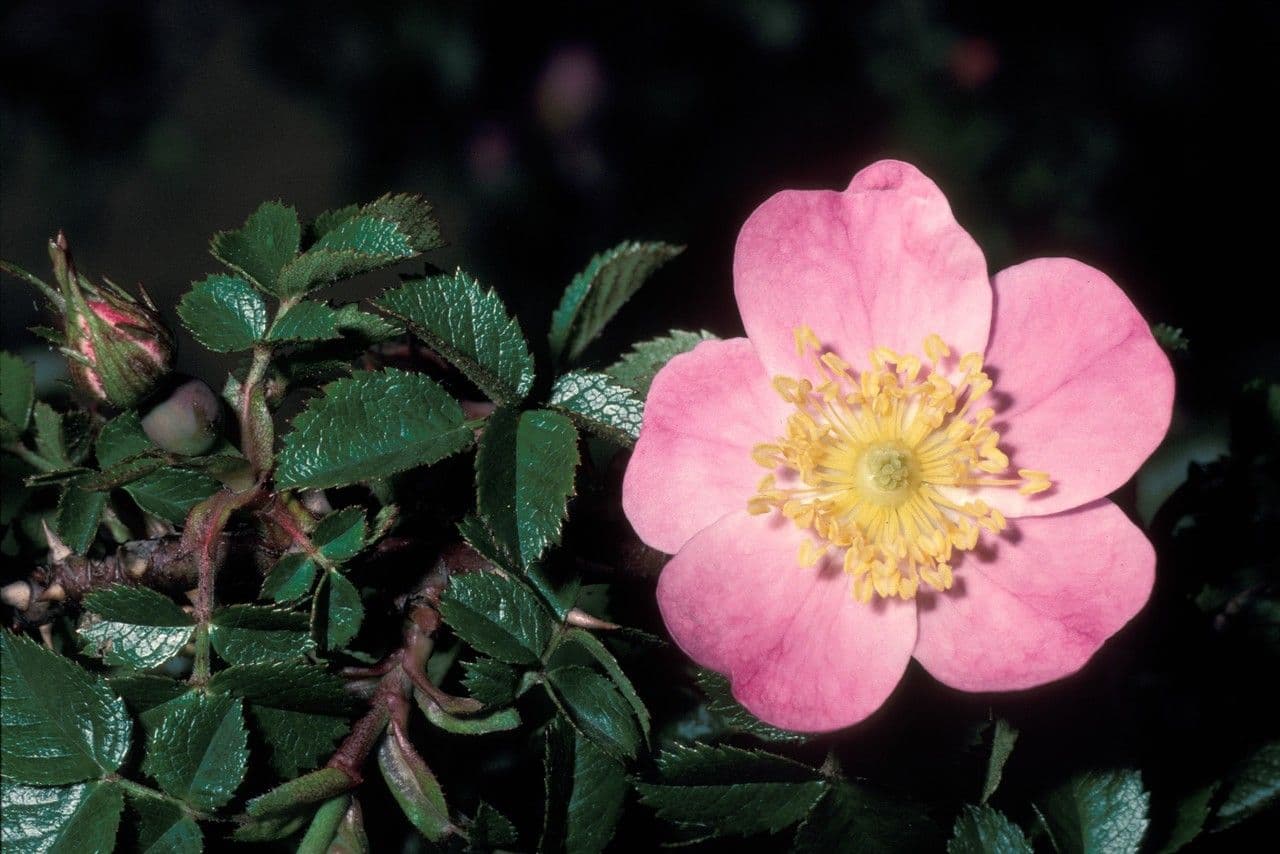 Mediterranean rose