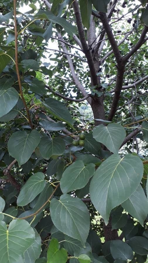 Caucasian alder 12
