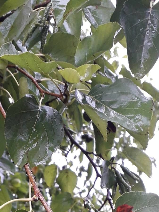 Italian alder 17