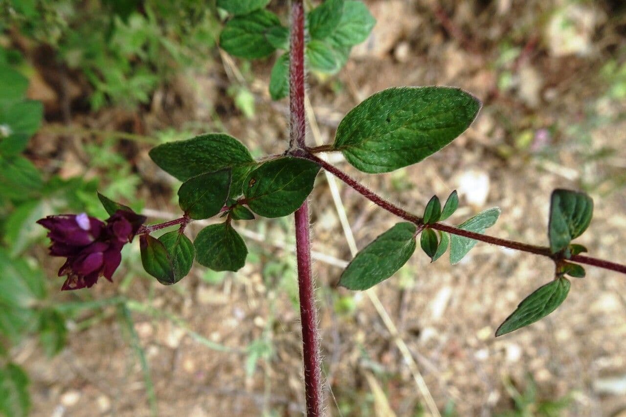 Wild marjoram 28