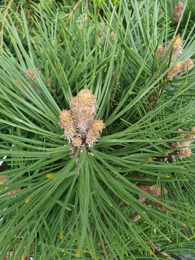 Australian pine 10