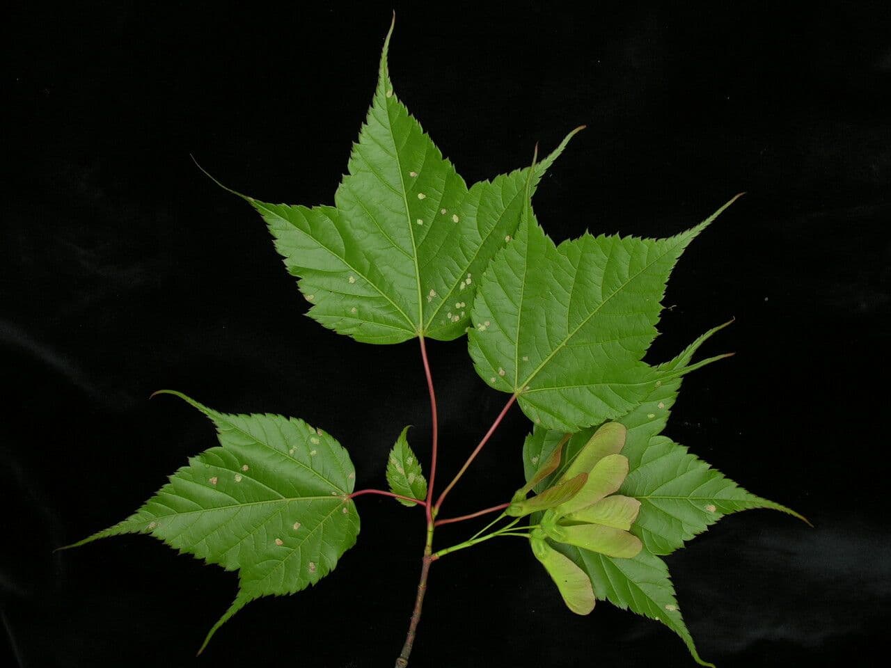 Maple 3