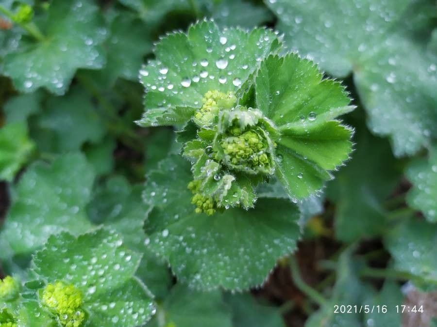 Garden lady's-mantle 28