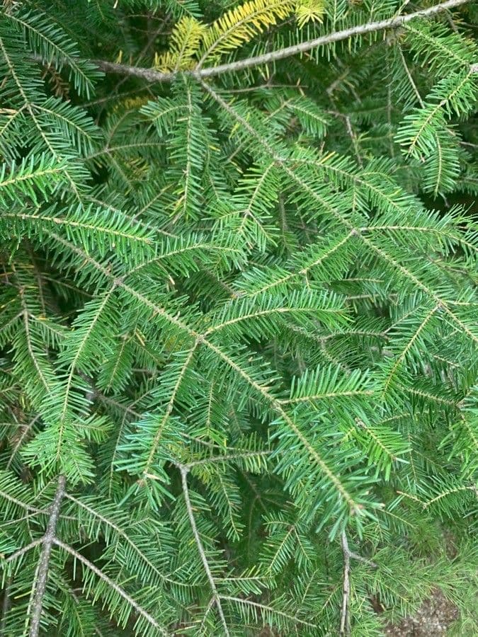 Canada balsam 16