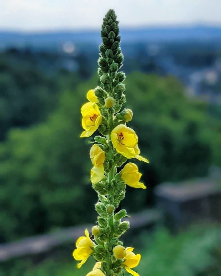 Dense-flower mullein 6